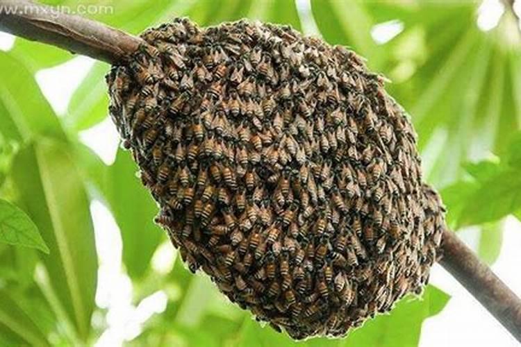 梦见蜂子是什么意思
