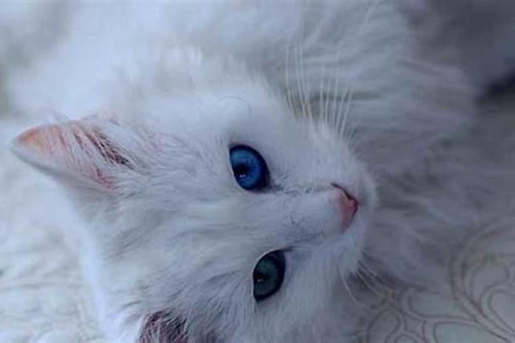 做梦梦见白猫是什么意思
