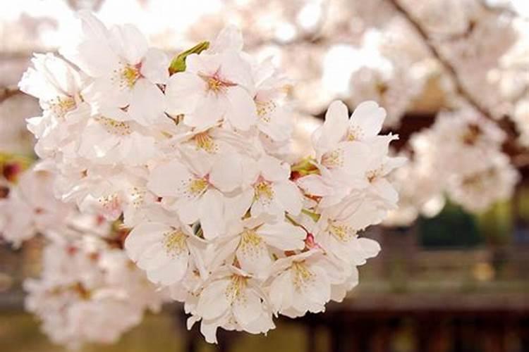 樱花树下是什么生肖