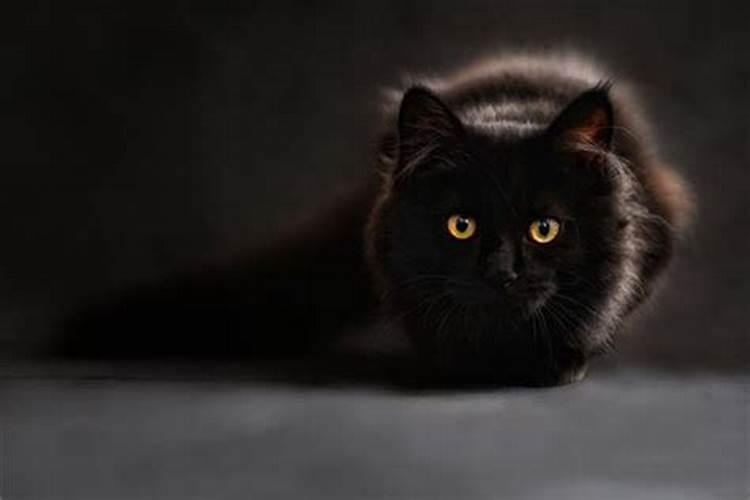 梦见黑白猫是什么意思