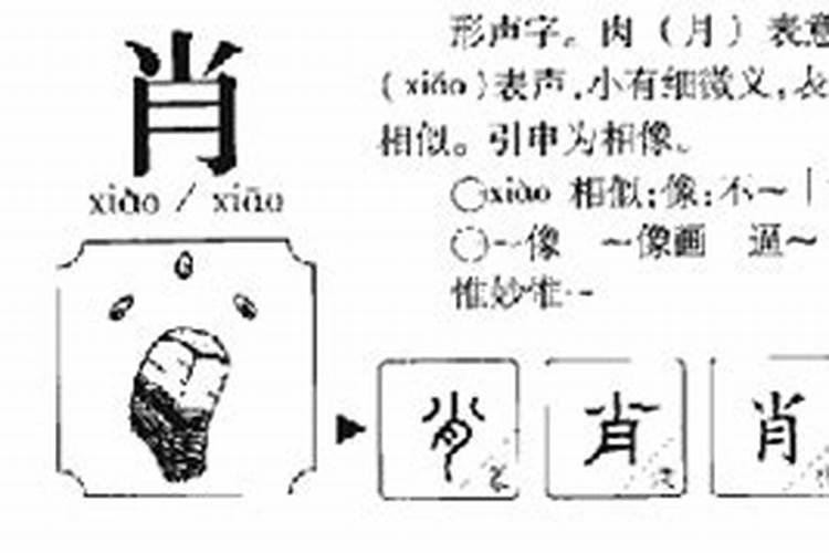 肖字五行属什么