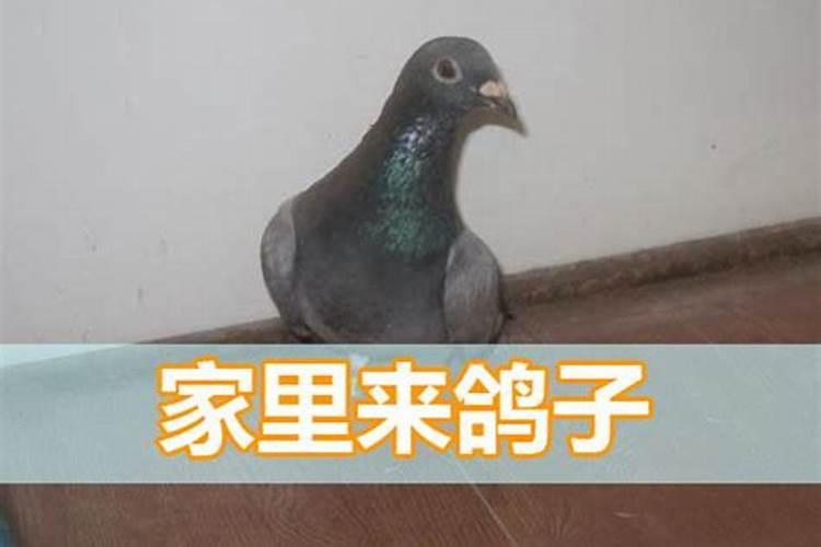 孕妇梦见蛇代表生什么宝宝