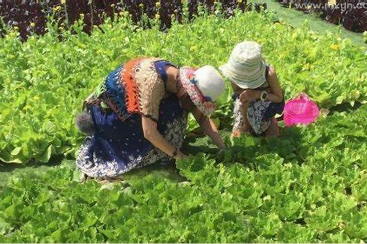 属虎的今年桃花运