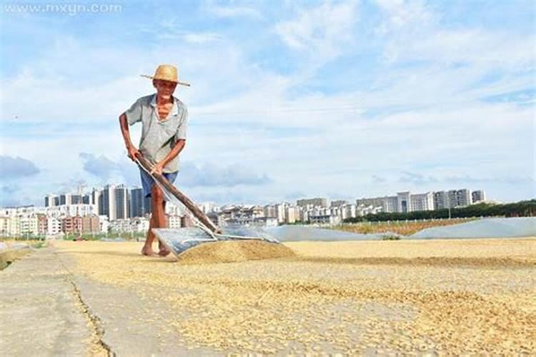 兔跟什么属相最配对呢