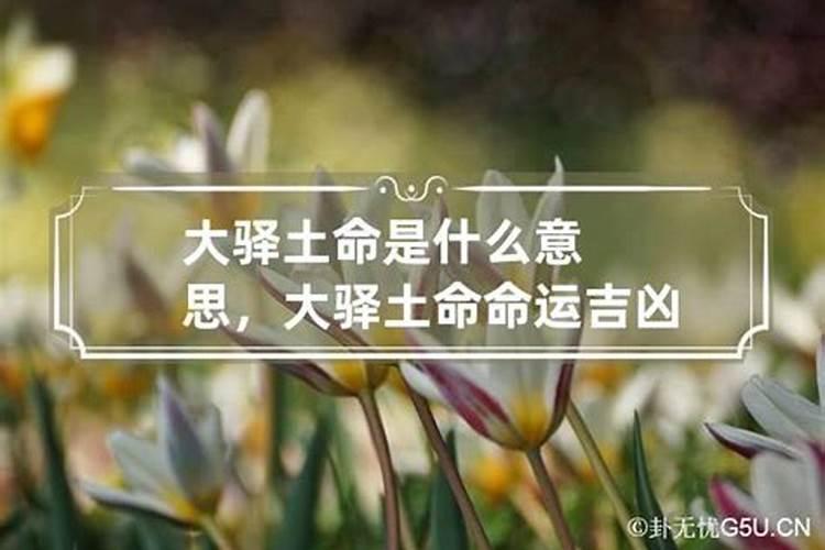 梦见两只老鼠打架打得你死我活