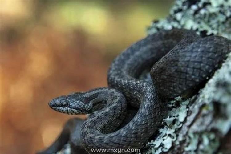 梦见一条黑蛇是什么意思