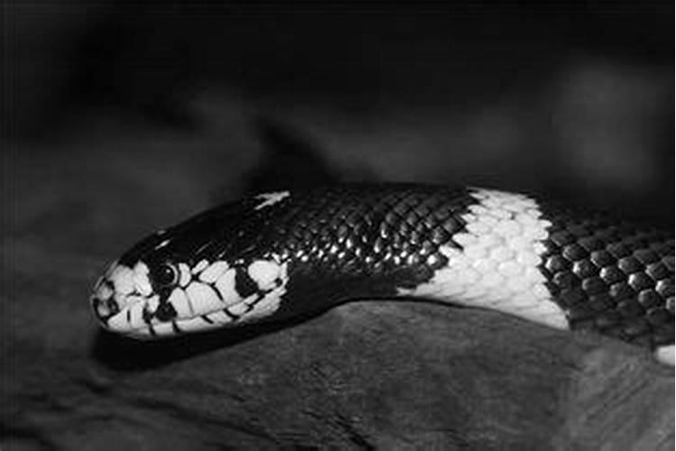 梦见一条黑蛇是什么意思