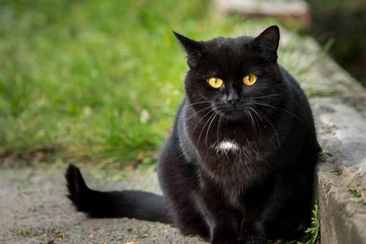梦见黑色的猫是什么意思