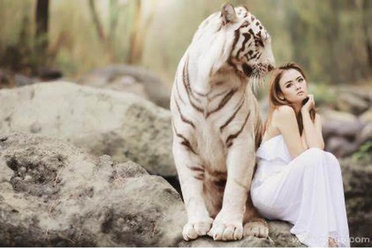 女人梦见老虎很凶预示着什么