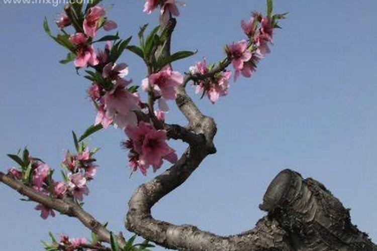 梦见种桃树是什么意思