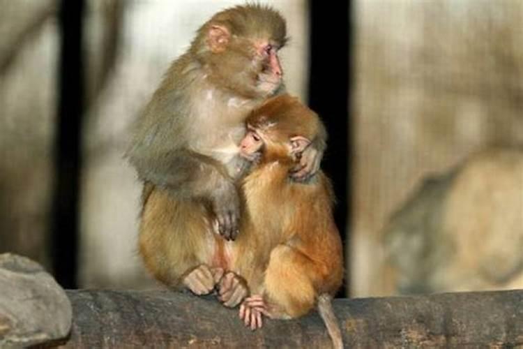 属猴的和鼠的适合做夫妻吗