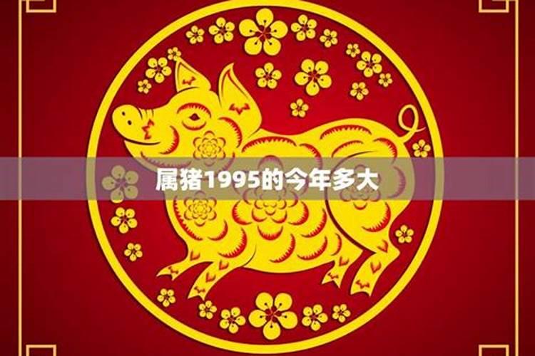 属猪今年运势如何