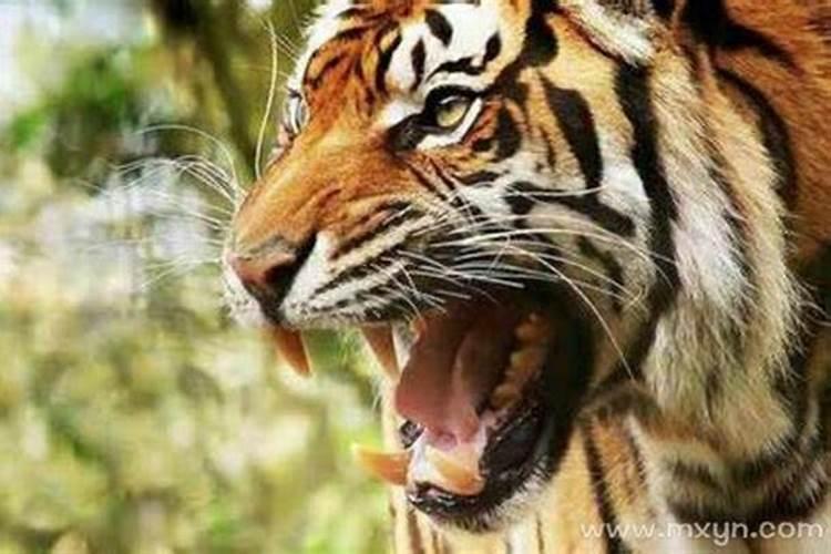 学生梦到老虎是什么意思周公解梦