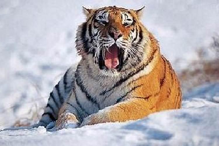 怀孕时梦见老虎是什么意思