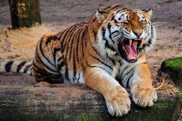 梦见老虎很凶猛但是没有伤害自己什么意思啊