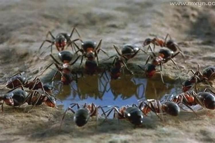 梦见蚂蚁是什么意思