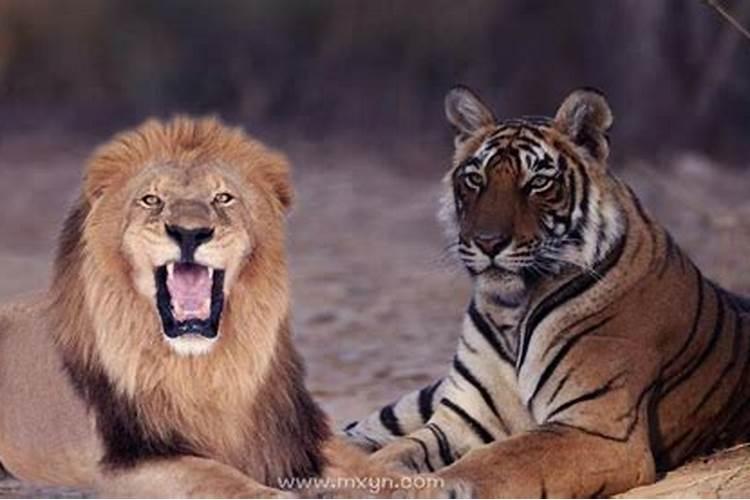 梦到狮子老虎是什么寓意和象征
