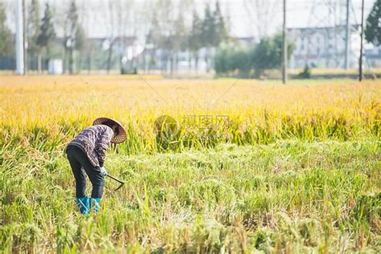 梦见耕地种地是什么意思