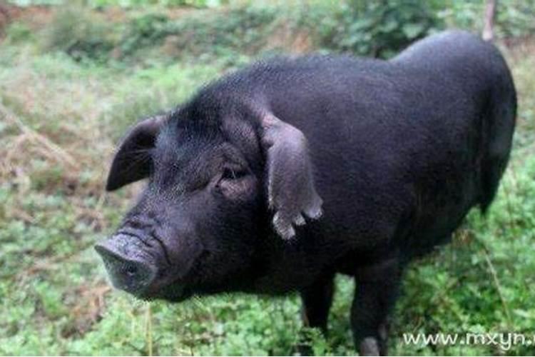 梦见黑猪是什么意思周