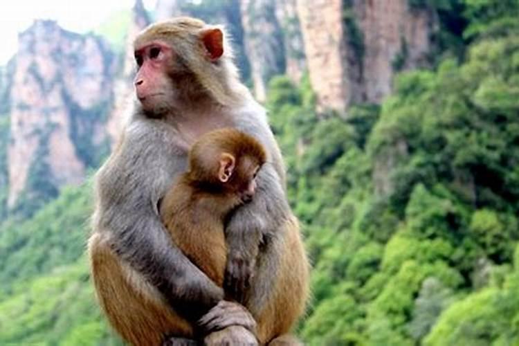 猴与鼠是绝命婚姻