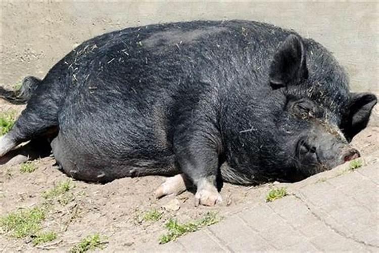 做梦梦到猪是什么意思周公解梦黑