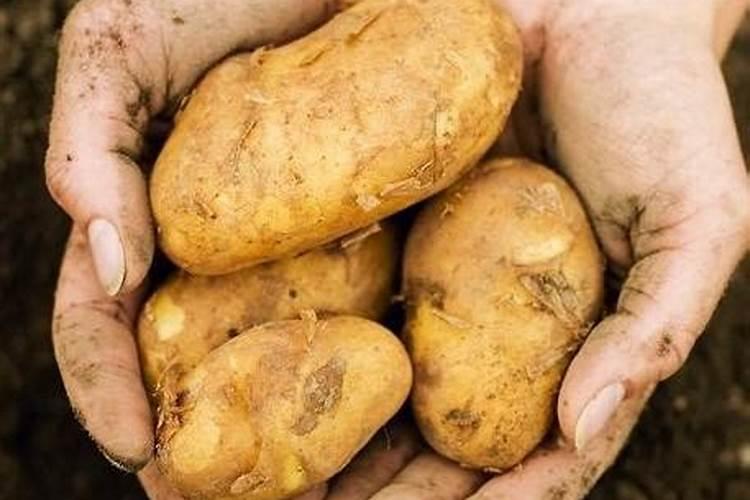 梦见挖土豆是什么意思