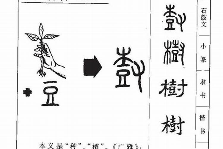 树五行属性是什么意思