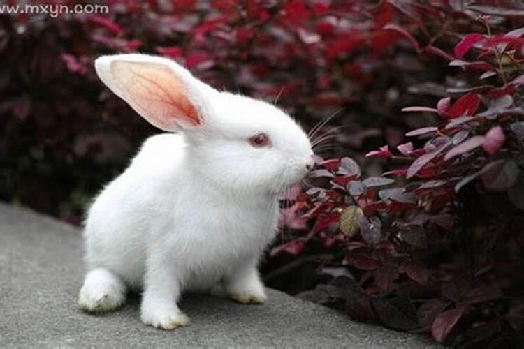梦见白兔有什么征兆