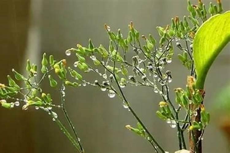 雨肖指什么生肖动物