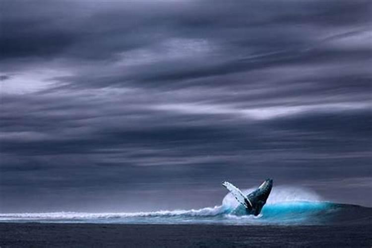 梦见大鲸鱼是什么征兆