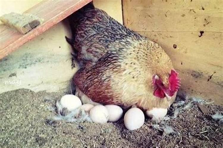 梦见母鸡下一个蛋去捡