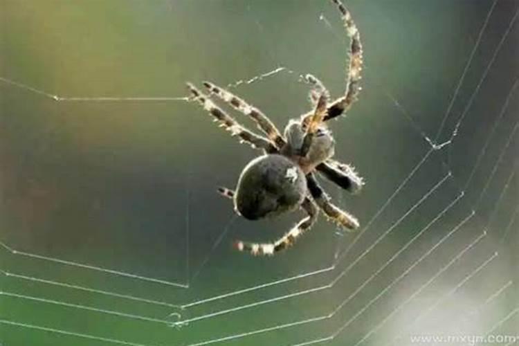 梦见大蜘蛛是什么预兆