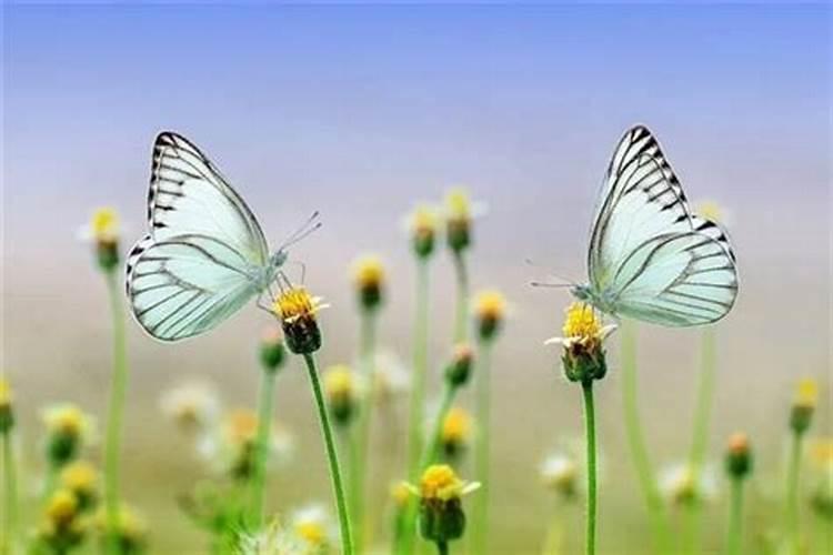 梦见蝴蝶是什么意思周公解梦