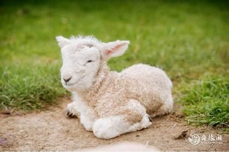 1979年属羊的五行属性是什么