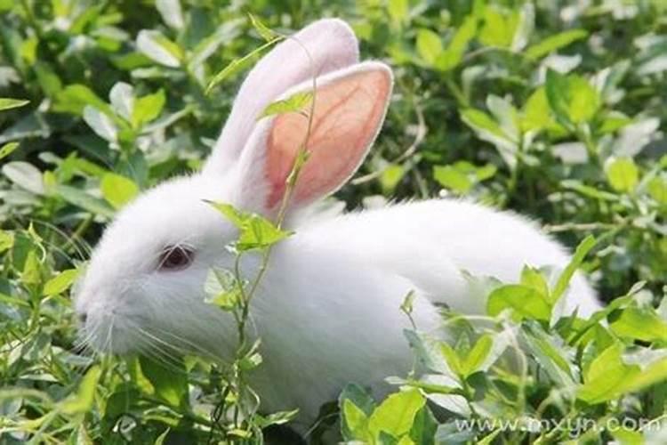 梦见兔子是什么预兆