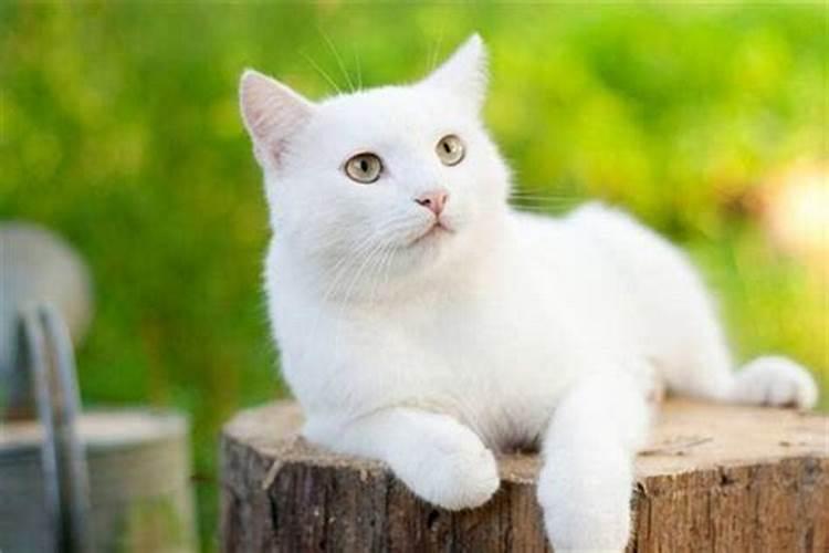 做梦梦见白猫是什么意思