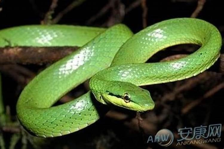 梦见绿色的蛇是什么意思