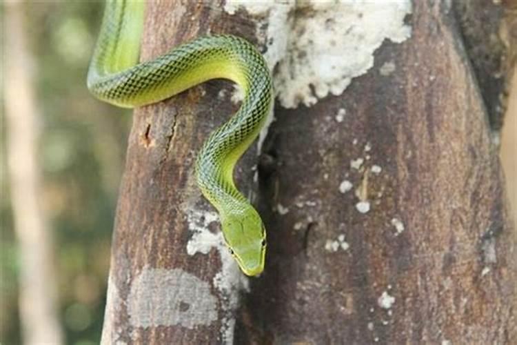 梦见绿色的蛇是什么预兆周公解梦