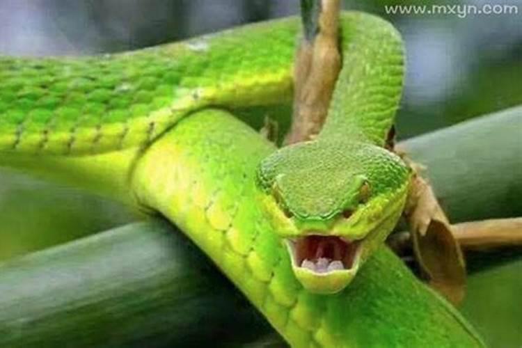 梦里梦见绿色的蛇