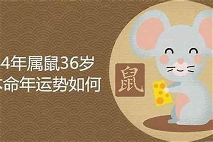 鼠年运程2022生肖年运程