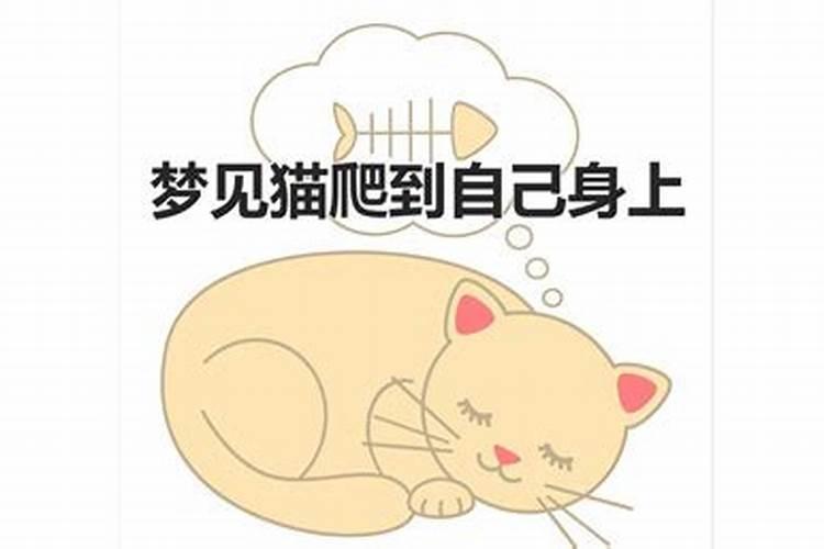 晚上睡觉梦见猫好吗还是不好