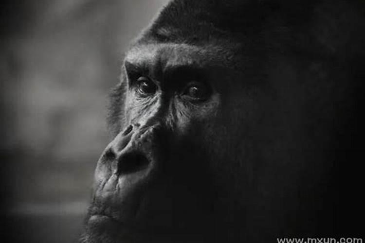 梦见黑猩猩是什么意思
