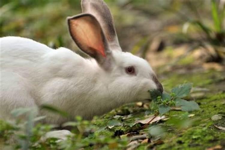 梦见大白兔是什么意思