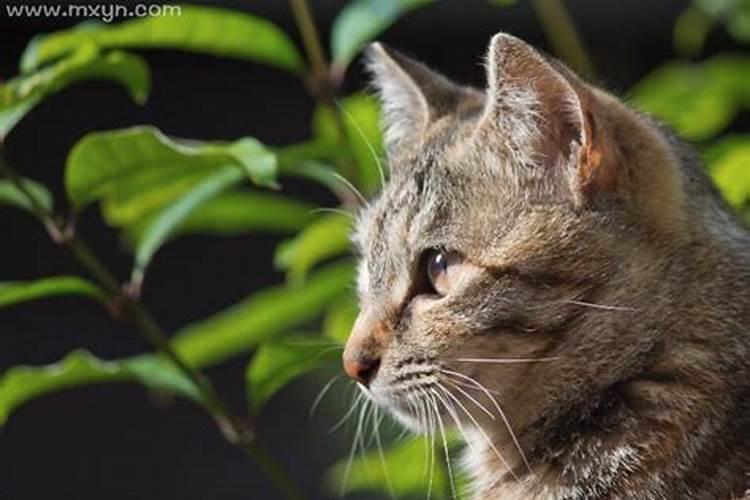 男人梦见猫是什么意思