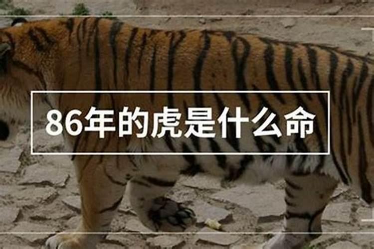 74年虎是什么命