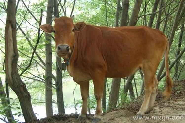 女人梦见牛是什么