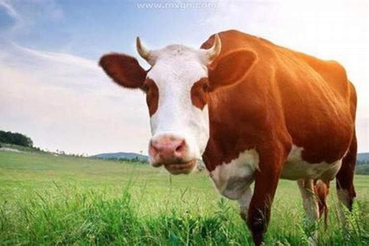 女人梦到牛是什么预兆