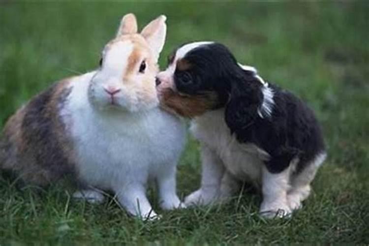 兔跟狗属相婚配如何