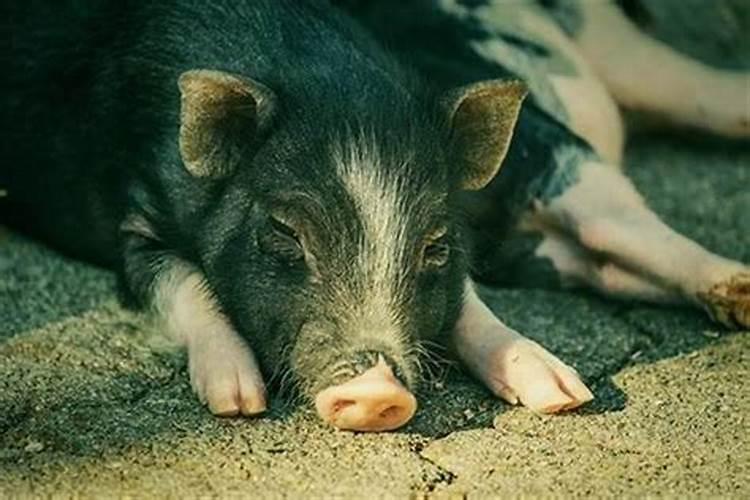 晚上梦见猪是什么征兆