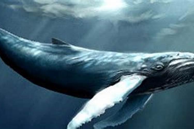 鲸鱼代表什么生肖